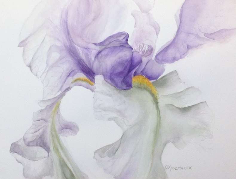 The Veiled Iris