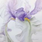 The Veiled Iris